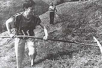 matilde fdez, ex-ministra socialista,recogiendo hierba.
