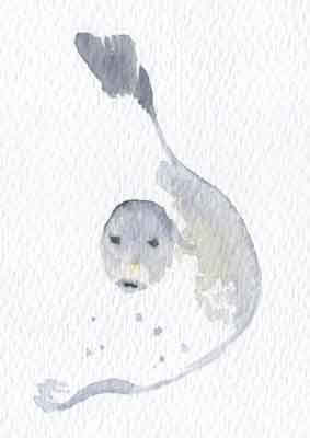 Mara Fernndez Velasco - Foca, acuarela,18x25cm,2006